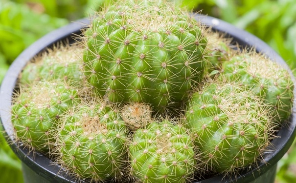 什么植物防辐射最好？防辐射植物有哪些呢？(1)