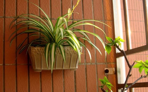 哪些植物可以美化家里的环境？室内放什么植物好？(1)