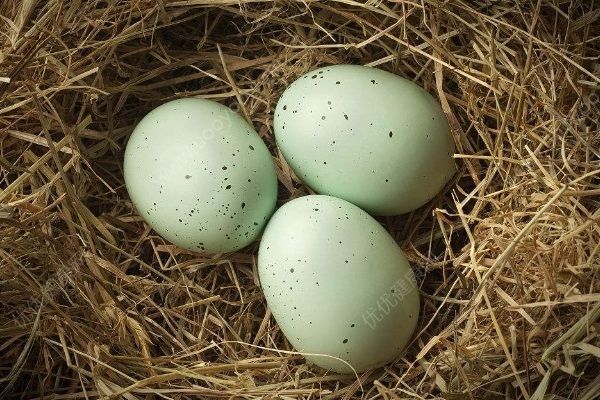 男子逛动物园顺手掏走8颗鸟蛋，涉嫌盗猎被警方行拘(2)