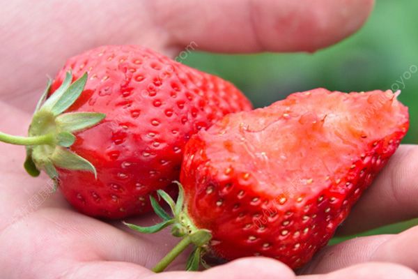 大草莓好吃还是小草莓好吃？如何挑选好吃又好看的草莓？(3)