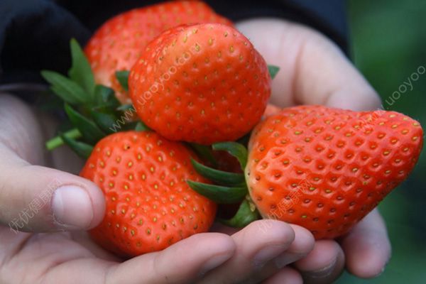 草莓挑选有技巧？五种草莓不要买(4)