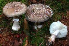 母女3人食用野生蘑菇中毒，9岁小女儿身亡[多图]