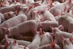 黑龙江调往河南郑州的生猪确诊发生非洲猪瘟[多图]