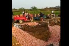 果农忍痛倾倒万斤滞销椪柑，椪柑的营养功效有哪些？[多图]