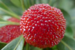 杨梅里的虫能吃，而且高蛋白[多图]