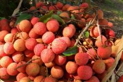 广西荔枝因产量太多滞销，5毛1斤没人要果农当场踩烂[多图]