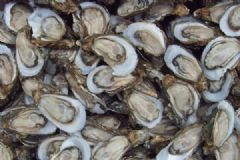 法国污染牡蛎销往中国，牡蛎受到大肠杆菌污染[多图]