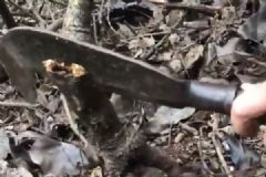 父子种树养虫:1条虫百元,年销560万[多图]