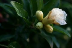 白色石榴花不仅好看，还有这些意想不到的功效！[多图]