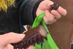 女子买到"实心海参"水产店老板:素海参，不算假的[多图]