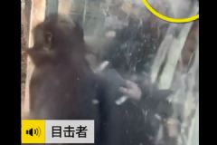 男子连续点了五六根香烟喂猴子，小猴误当食物被烫伤[多图]