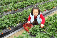 摘草莓什么时候去最好？带孩子摘草莓须知[多图]