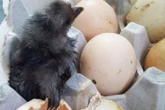 天气太热！韩国男子将鸡蛋放阳台竟孵出小鸡[多图]