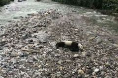 四川洪涝灾害，成都一野生大熊猫溺亡[多图]