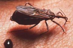 广州8元1只悬赏这种小虫，被咬会得“新型艾滋病”[多图]