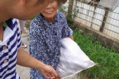 科研玉米被偷摘几乎一个不剩：一旦外泄损失或达上千万[多图]