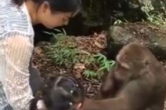 猴子被女子喂食时戏弄，一拳打趴身旁女童[多图]